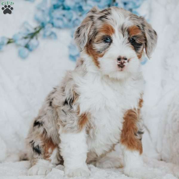 Iris, Bernedoodle Puppy